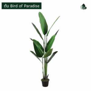 ต้น bird of paradise