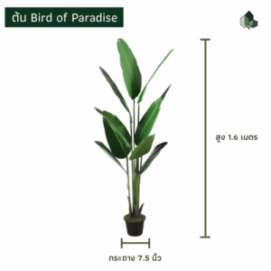 ต้น bird of paradise