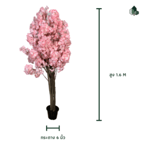ต้นซากุระ 1.6 เมตร