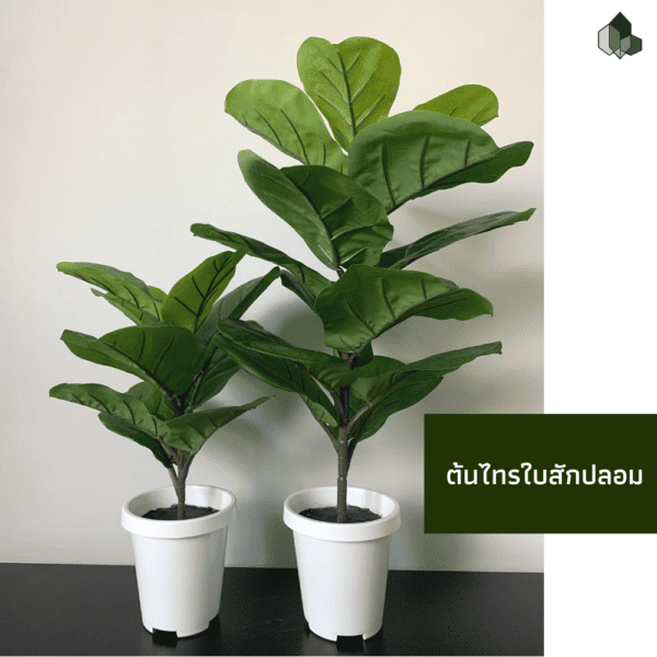 ไทรใบสักปลอม