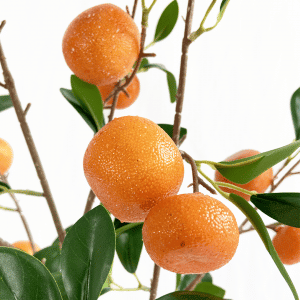 ต้นส้มปลอม
