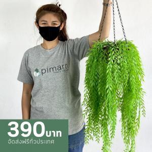 ไม้เลื้อยปลอม ไม้เลื้อยใบหลิวปลอมกระถางใยมะพร้าว