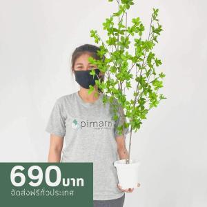 ระฆังญี่ปุ่น