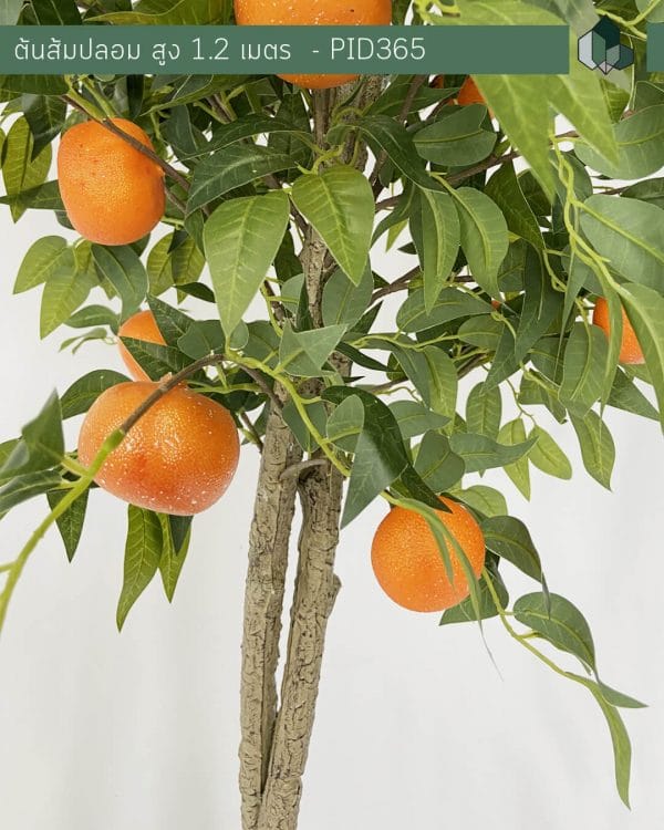 ต้นส้มปลอม ต้นส้ม